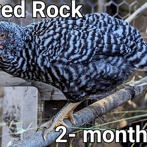 BarredRockPullet1.jpg