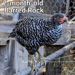 BarredRockPullet.PORTRAIT~2.jpg