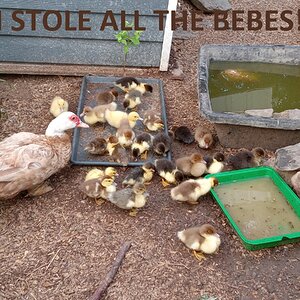 Poultry Shaming 273.jpg