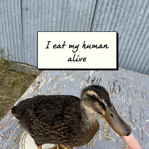 Poultry Shaming 274.jpg