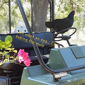 Poultry Shaming 276.jpg