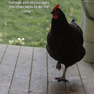 Poultry Shaming 277.jpg