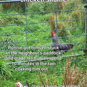Poultry Shaming 278.jpg