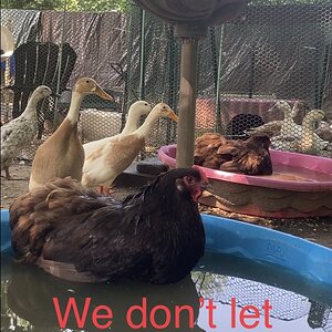 Poultry Shaming 281.jpg