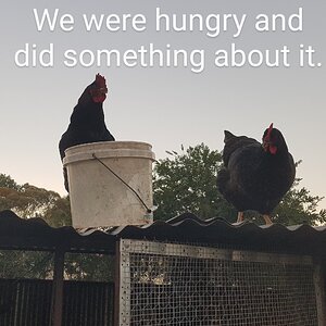 Poultry Shaming 282.jpg