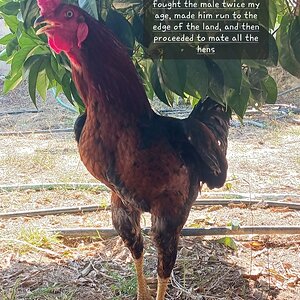 Poultry Shaming 284.jpg