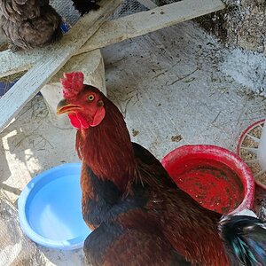 Poultry Shaming 285.jpg
