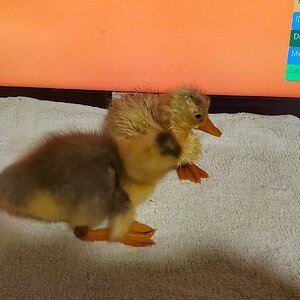 The newest members of the duck family
