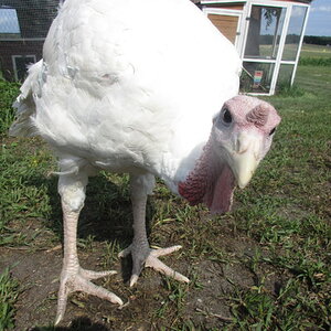 Meat Bird Show 1b.jpg