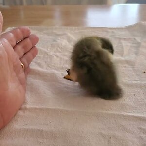 what's wrong with this duckling?