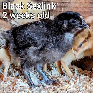 Black Sexlink~3.jpg