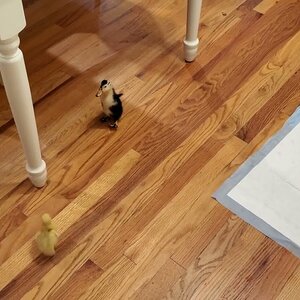 Ducklings running in the house