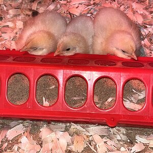 Meat Bird Show 5.jpg