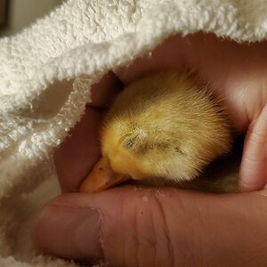 Duckling #12 sleeping on my chest