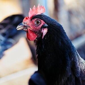 Black Australorp Chicken