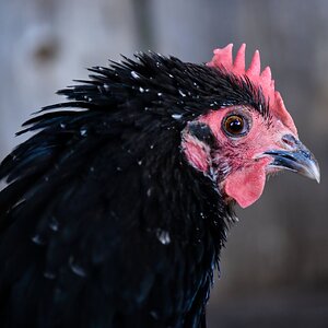 Close Up Photo of my Broody Black Australorp Chicken
