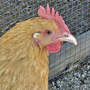 Buffy, my beautiful buff orpington hen