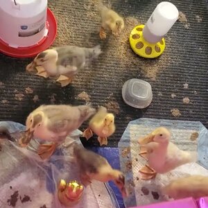 You should not keep ducklings in your house!