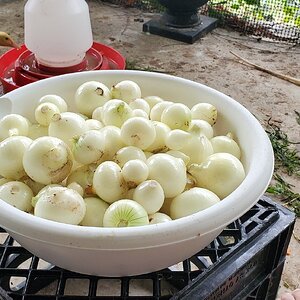 Onion Harvest from one raised bed