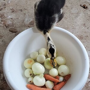 Curious Duckling wants to try sweet yellow onions.