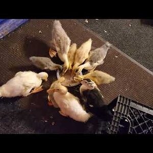 Soup for Ducklings