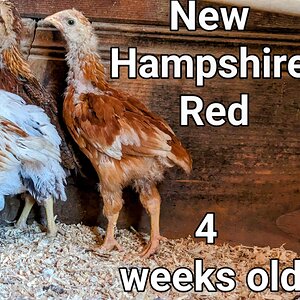 NewHampshireRed3.jpg