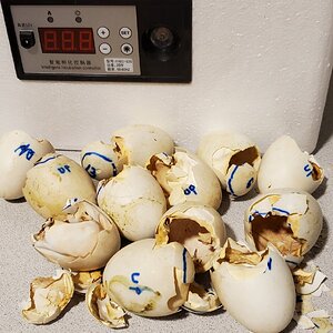 The empty egg-shells of the Incubator-Gang