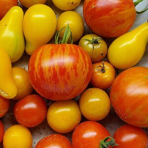 The ducks have planted striped tomatoes‼