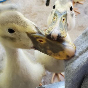 Any meal-worms left for us two?