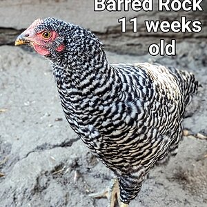 BarredRock.jpg
