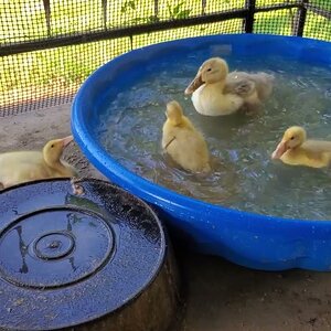 Ducklings in Duckling's Paradise