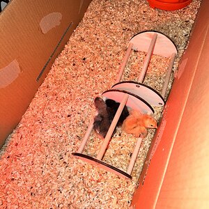 Candy, Pocahontas and Eeva