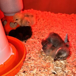 Candy, Pocahontas and Eeva