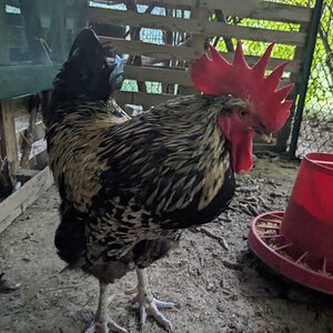 Meat Bird Show 15.jpg