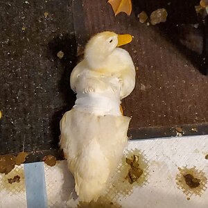 He hates to be wrapped!