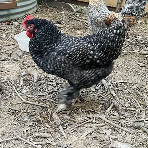 Standard-Bred Chicken Show 103c.jpg