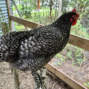 Standard-Bred Chicken Show 103d.jpg