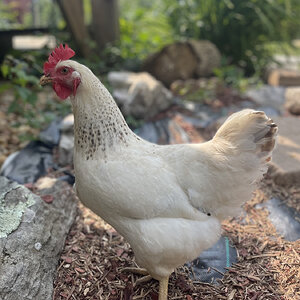 Standard-Bred Chicken Show 104a.jpg