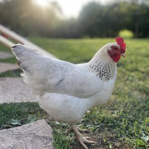 Standard-Bred Chicken Show 104b.jpg