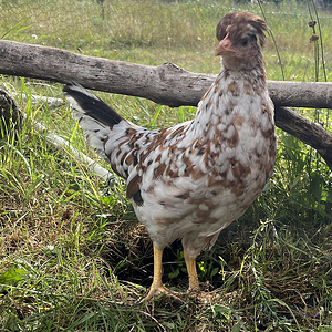Standard-Bred Chicken Show 105a.png