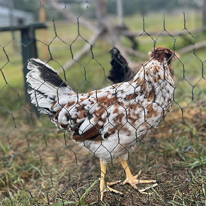 Standard-Bred Chicken Show 105b.png