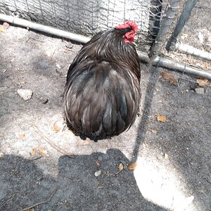 Standard-Bred Chicken Show 106a.jpg