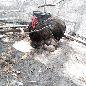 Standard-Bred Chicken Show 106b.jpg
