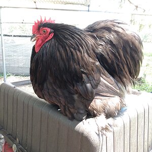 Standard-Bred Chicken Show 106c.jpg