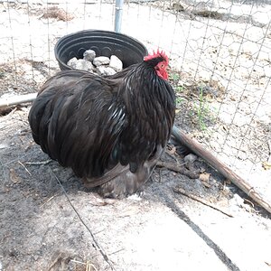 Standard-Bred Chicken Show 106d.jpg
