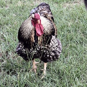 Standard-Bred Chicken Show 107a.jpg