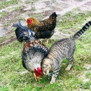 Standard-Bred Chicken Show 107b.jpg