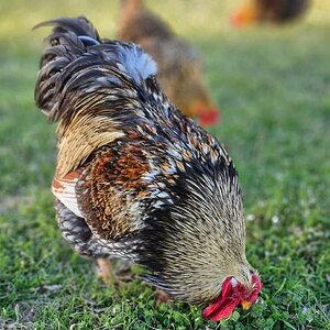 Standard-Bred Chicken Show 107c.jpg