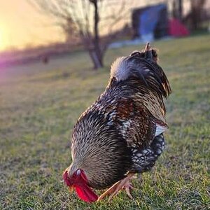 Standard-Bred Chicken Show 107d.jpg