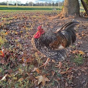 Standard-Bred Chicken Show 107e.jpg